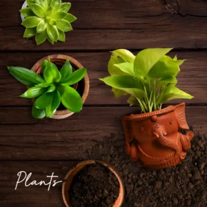 plant for womens day corporate gifting the gift lounge